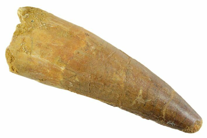 Fossil Spinosaurus Tooth - Real Dinosaur Tooth #347177